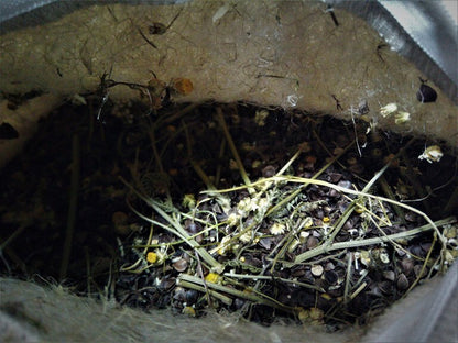 Hemp pillow with lavender, mint, melissa and buckwheat husks pillow insert, Organic aroma therapy cushion