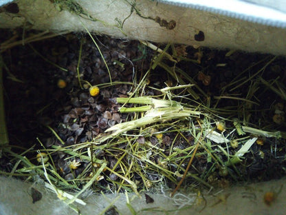 Hemp pillow with herbs, Berkun, chamomile flowers, buckwheat hull, Orthopedic strong pillow with aromatherapy effect